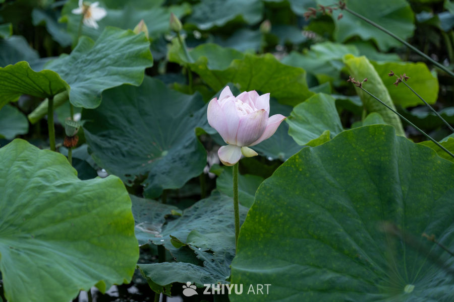 荷花 35