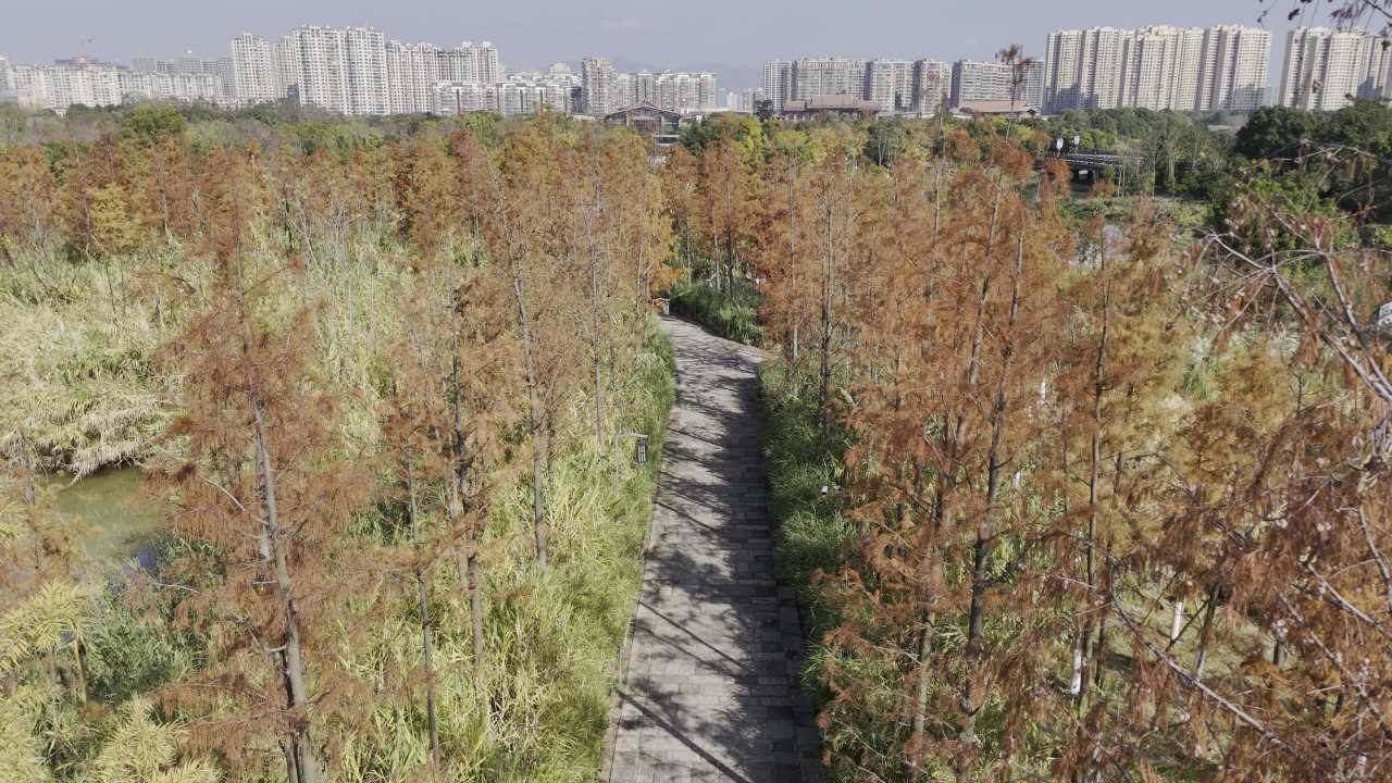 湿地红杉 11