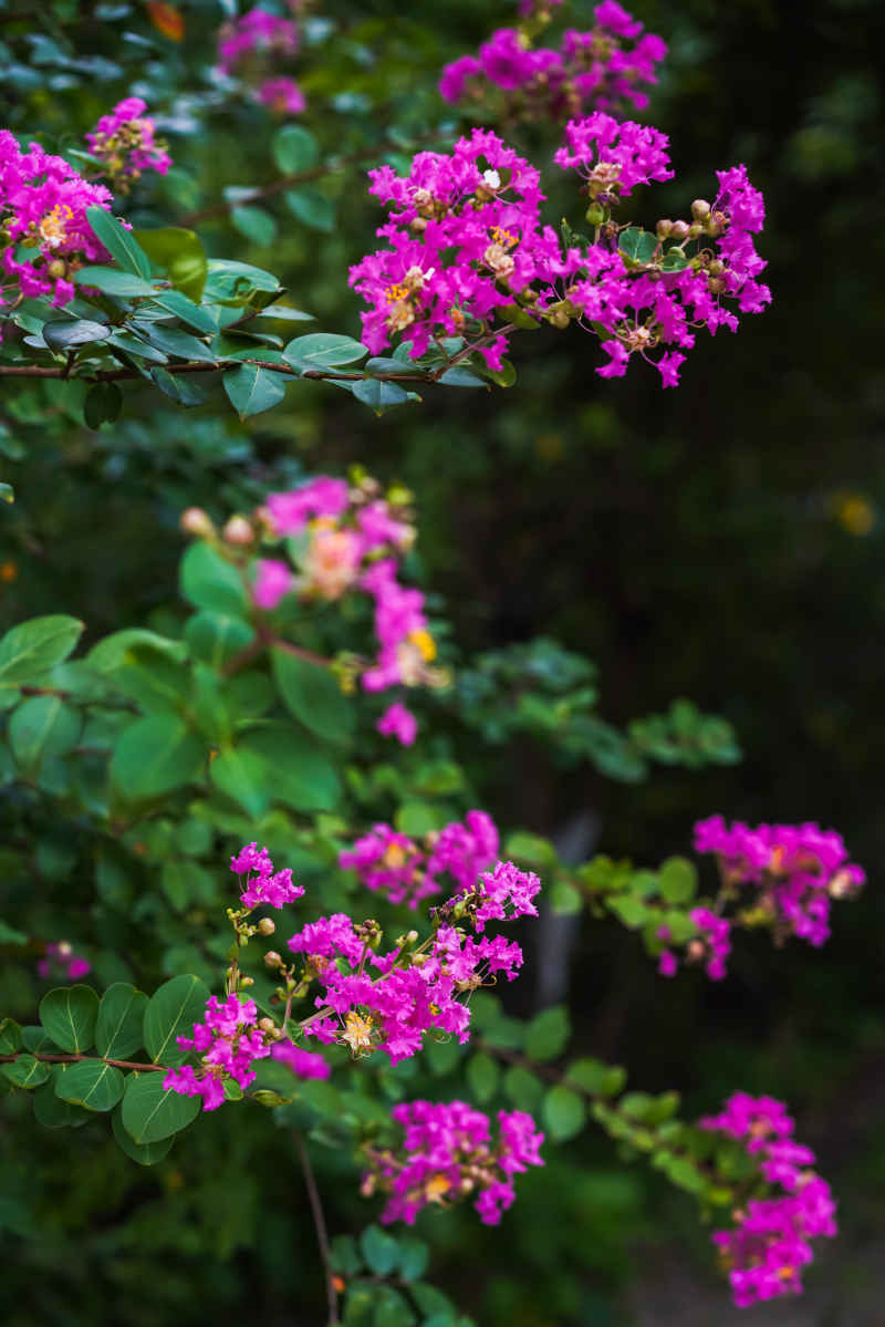 紫薇花 22