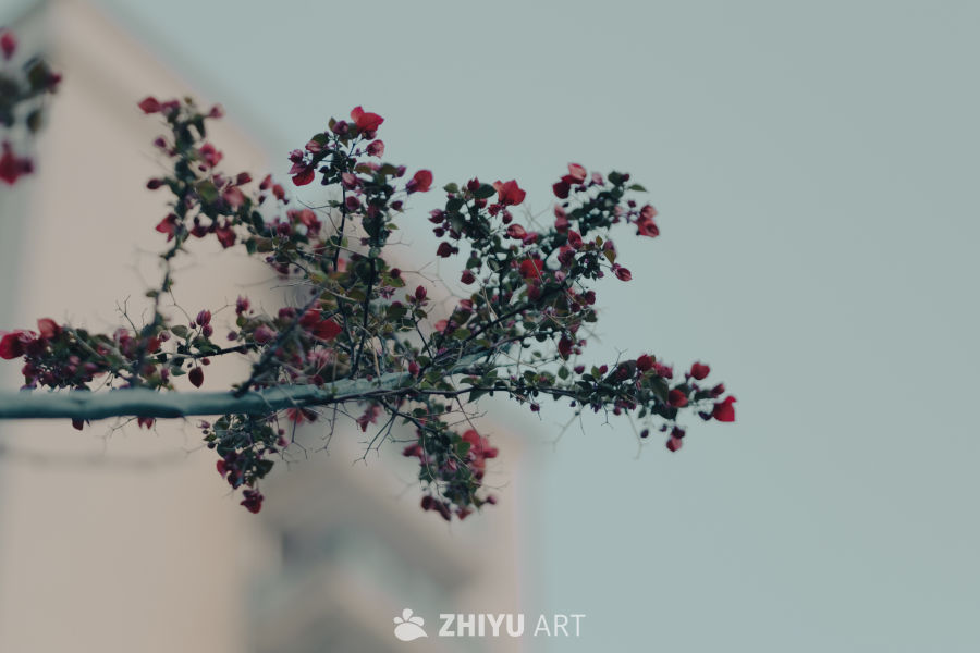 红花绿叶枝头绽放