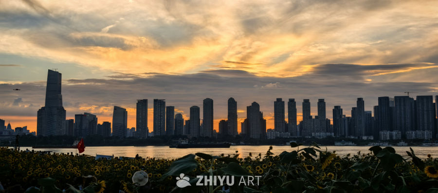 愿我们像向日葵一样，永远阳光明亮✨