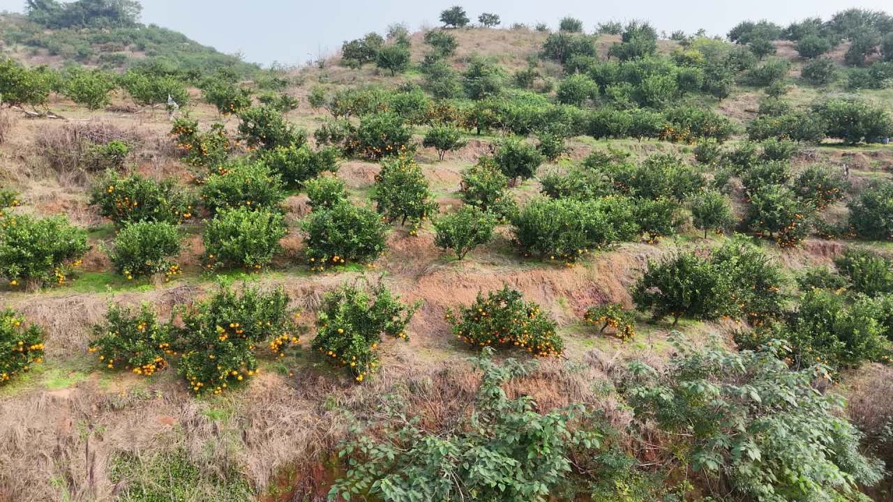 航拍柑橘果园丰收景象