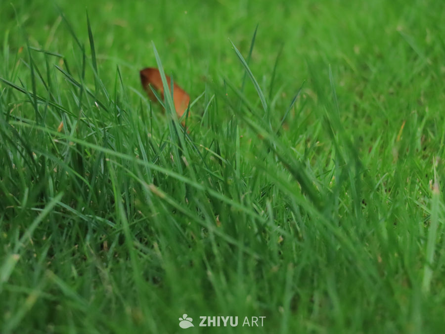 绿意盎然的草地
