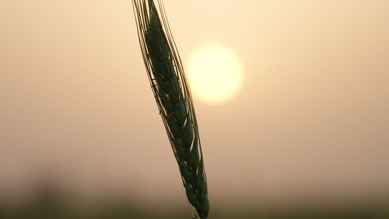 春末夏初农村田野小麦成熟 35