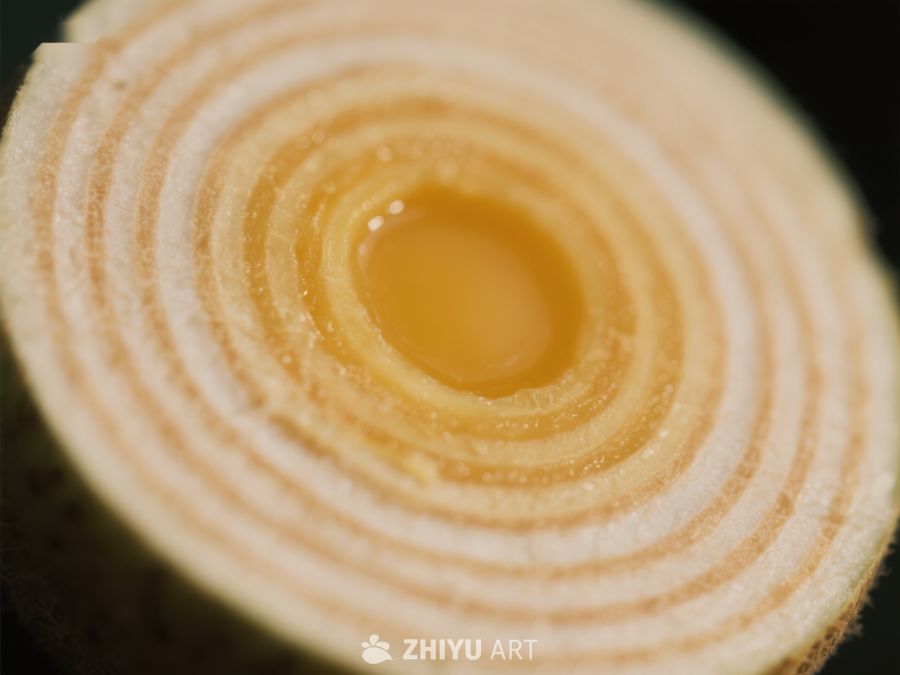 洋葱切面特写 756