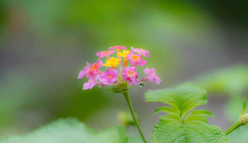 花与露水