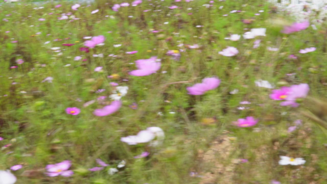 花海漫步