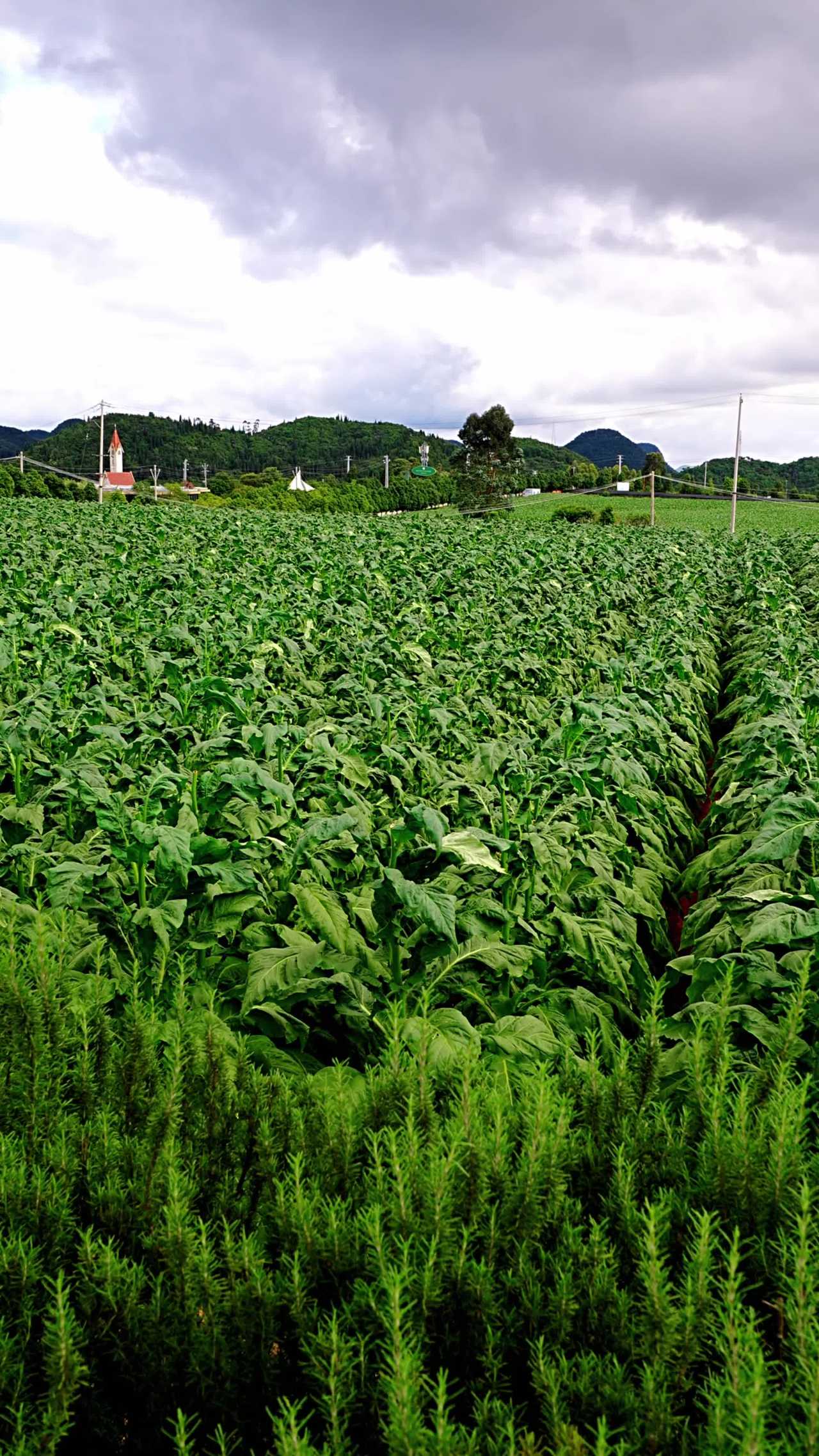 田野间的宁静时光