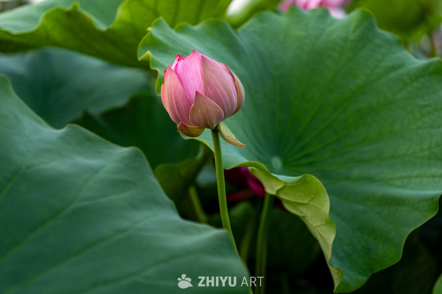 荷花 22