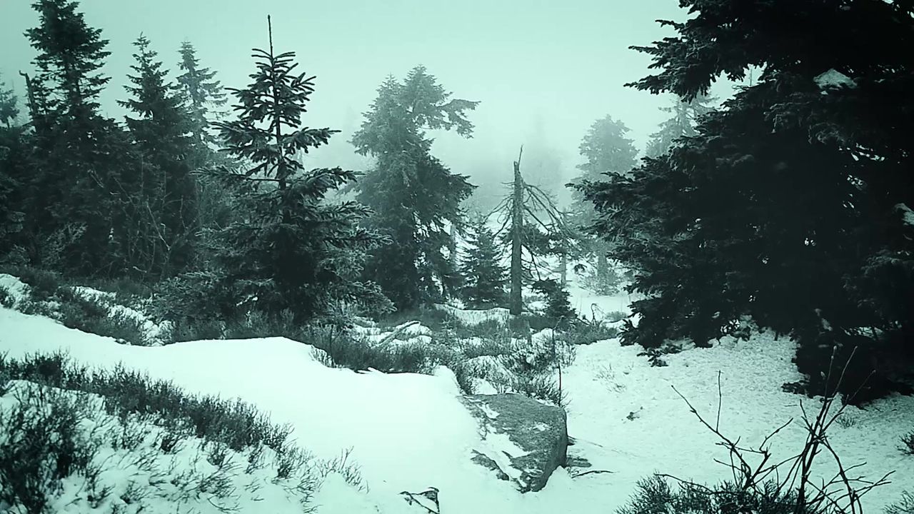 山冬季雾林