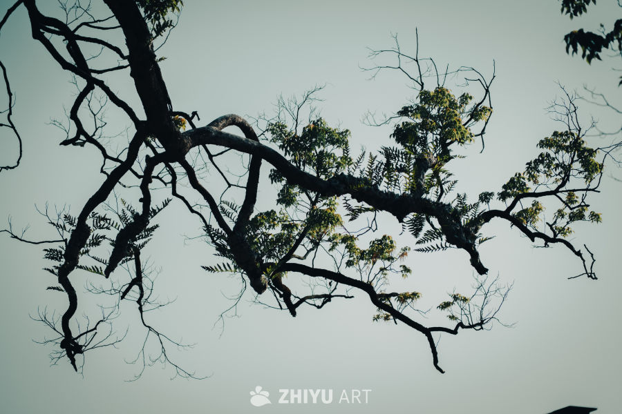 枝叶间的宁静时光