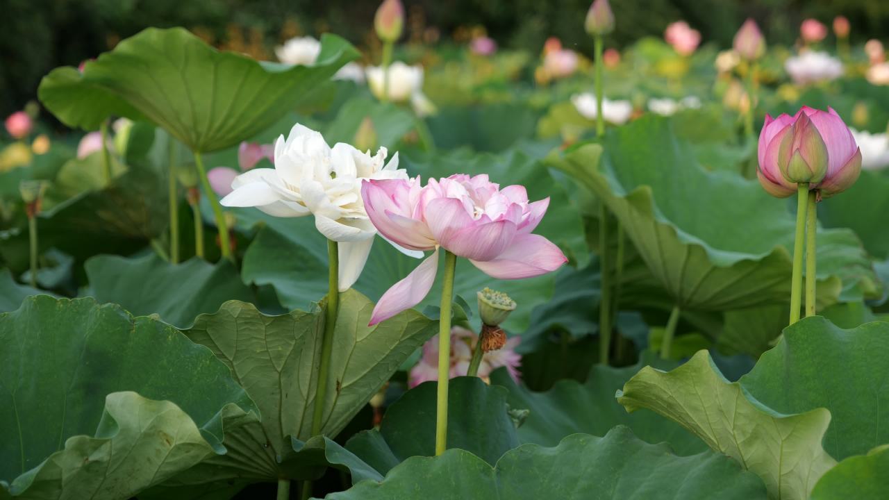 荷花 9