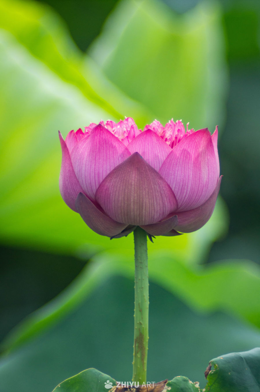 荷花 5