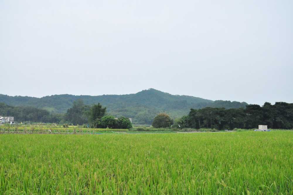 稻田种植基地