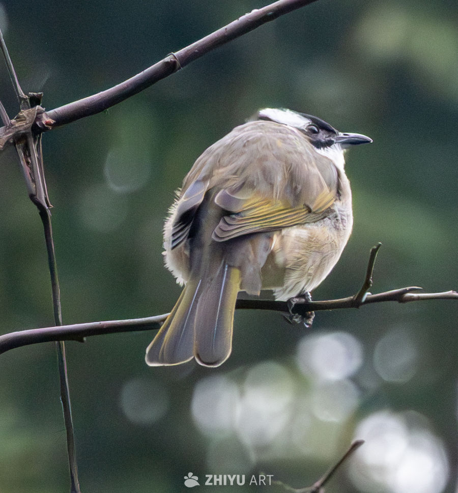 站在枝头的白头鹎