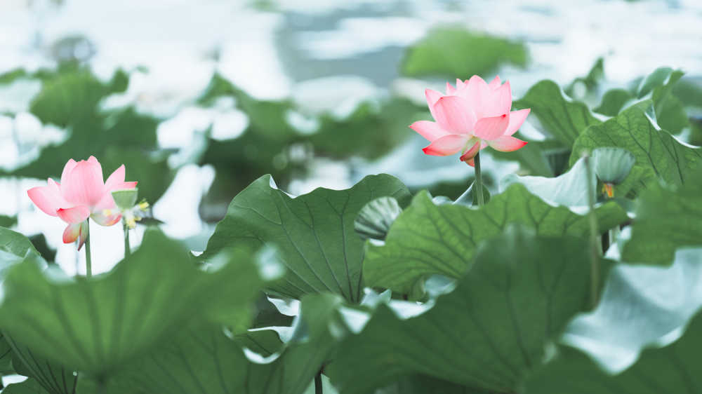 荷花-2