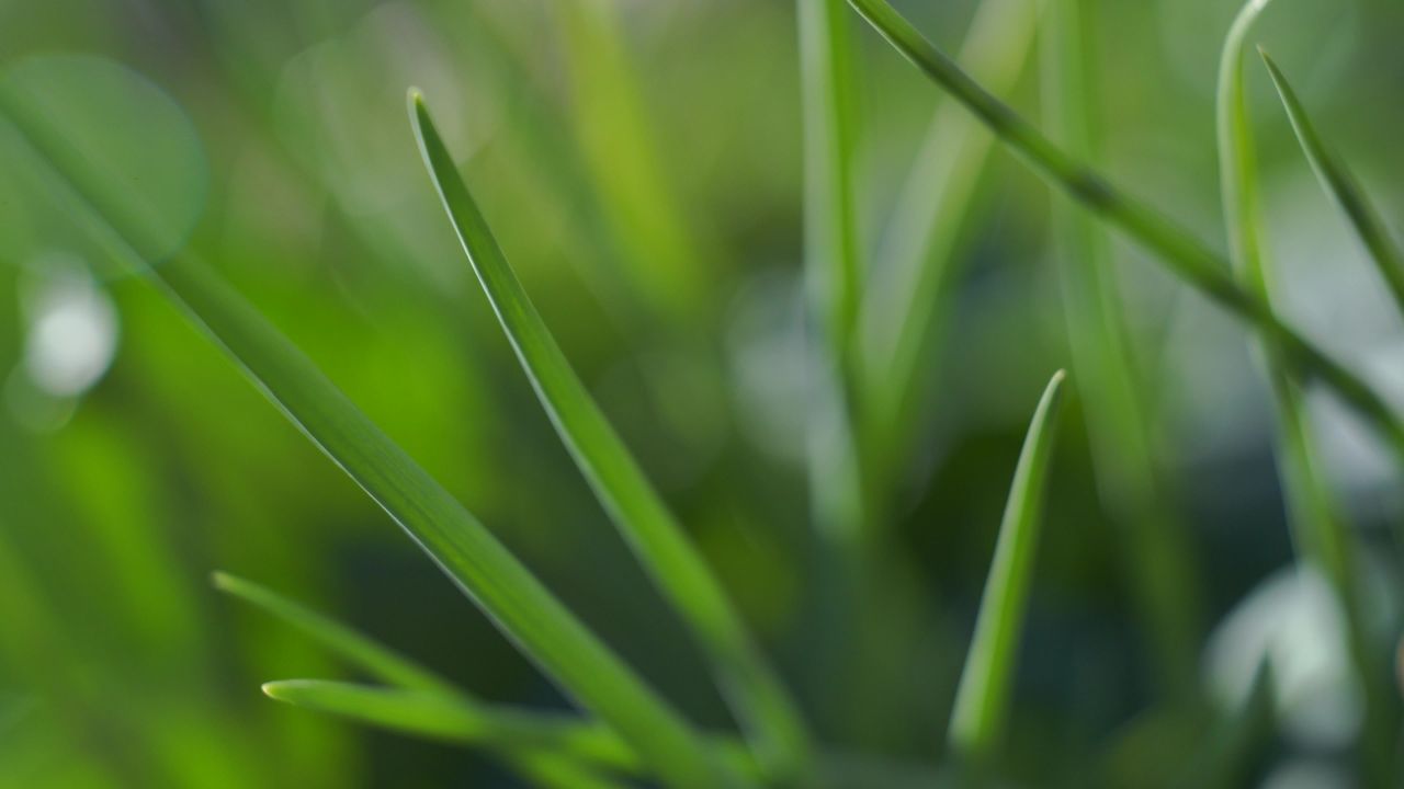 芫荽菠菜葱花辣椒 6