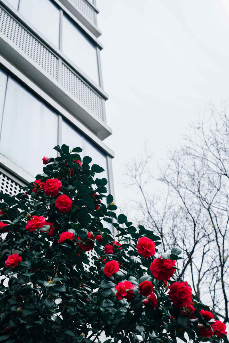 茶花 4