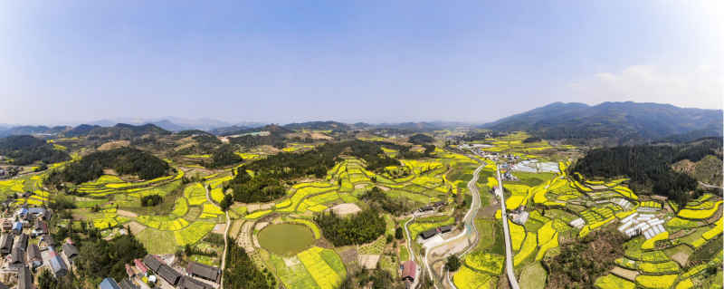 美丽乡村田园金黄油菜花全景图