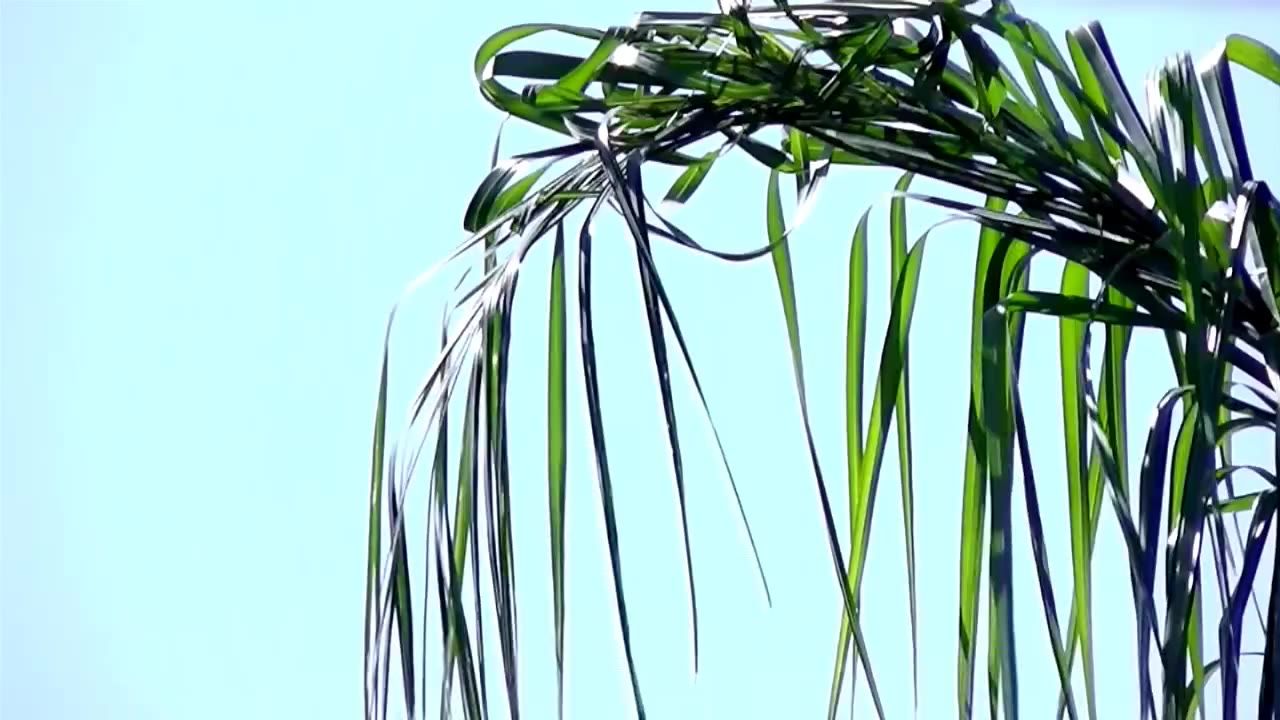 棕榈树悬挂叶子绿色