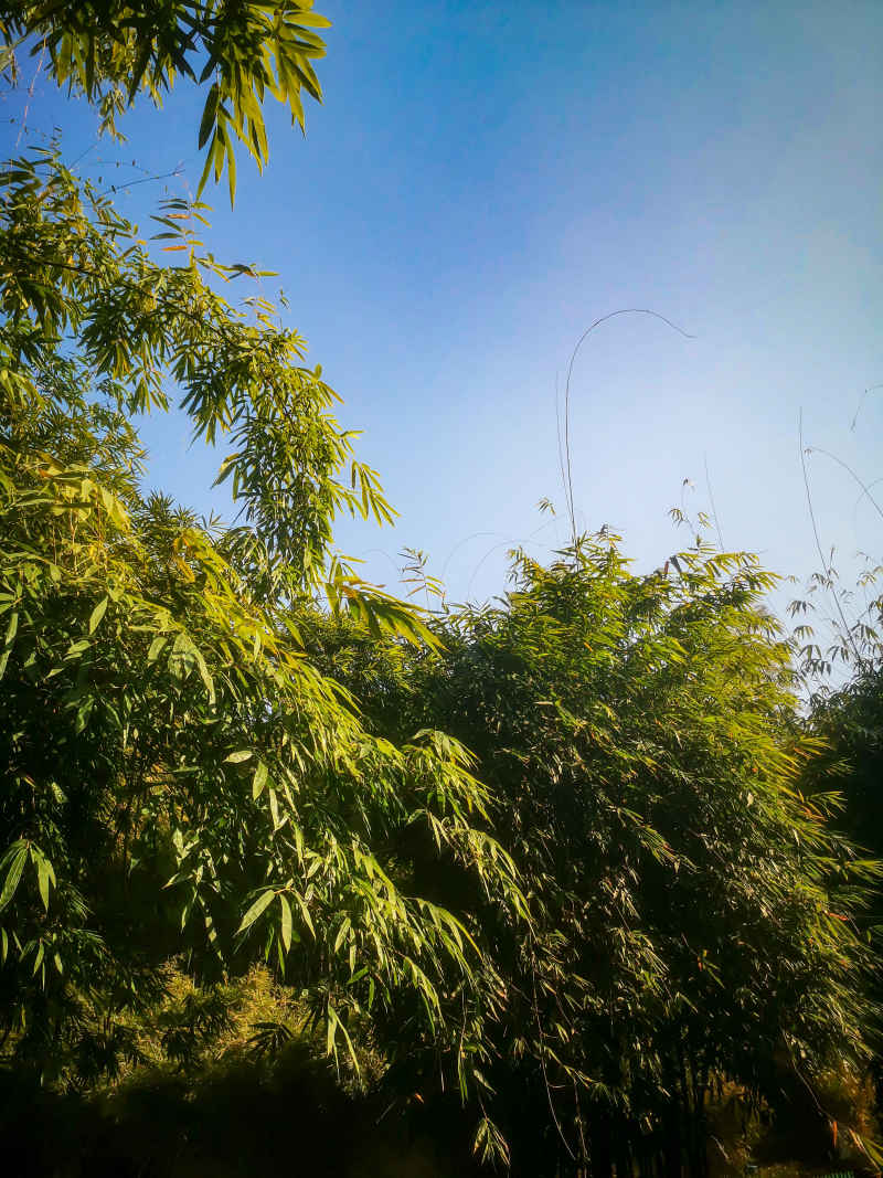 竹林竹叶植物摄影图 