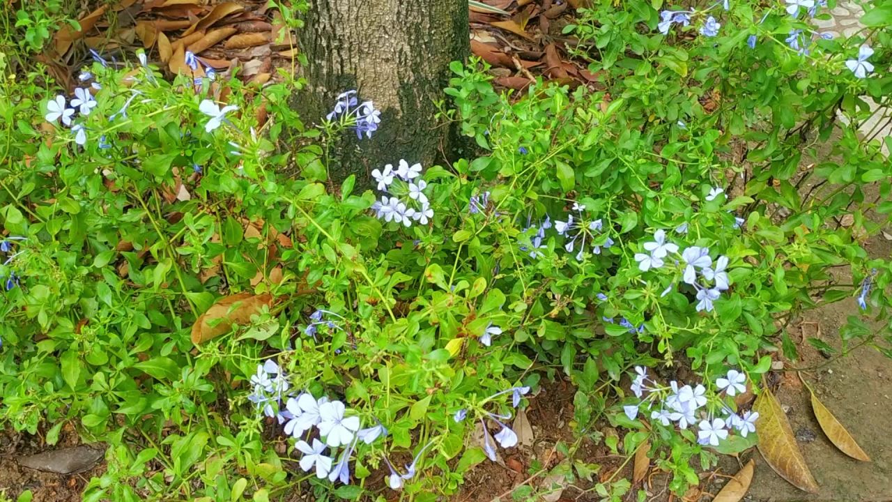风吹蓝花丹