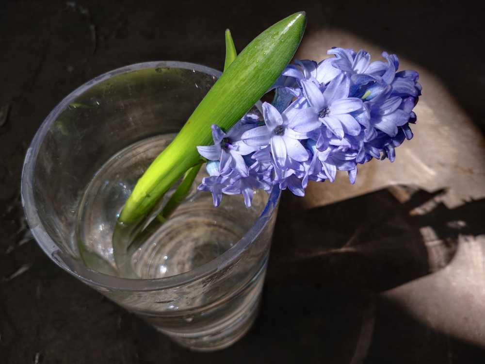 水培风信子