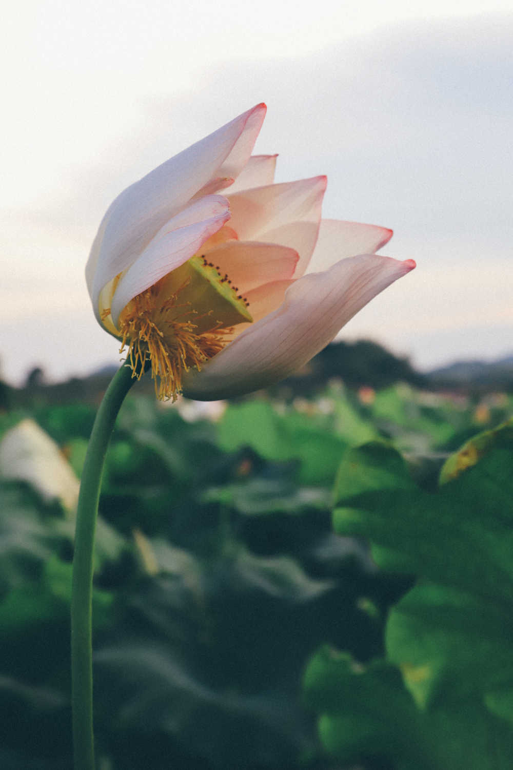 荷