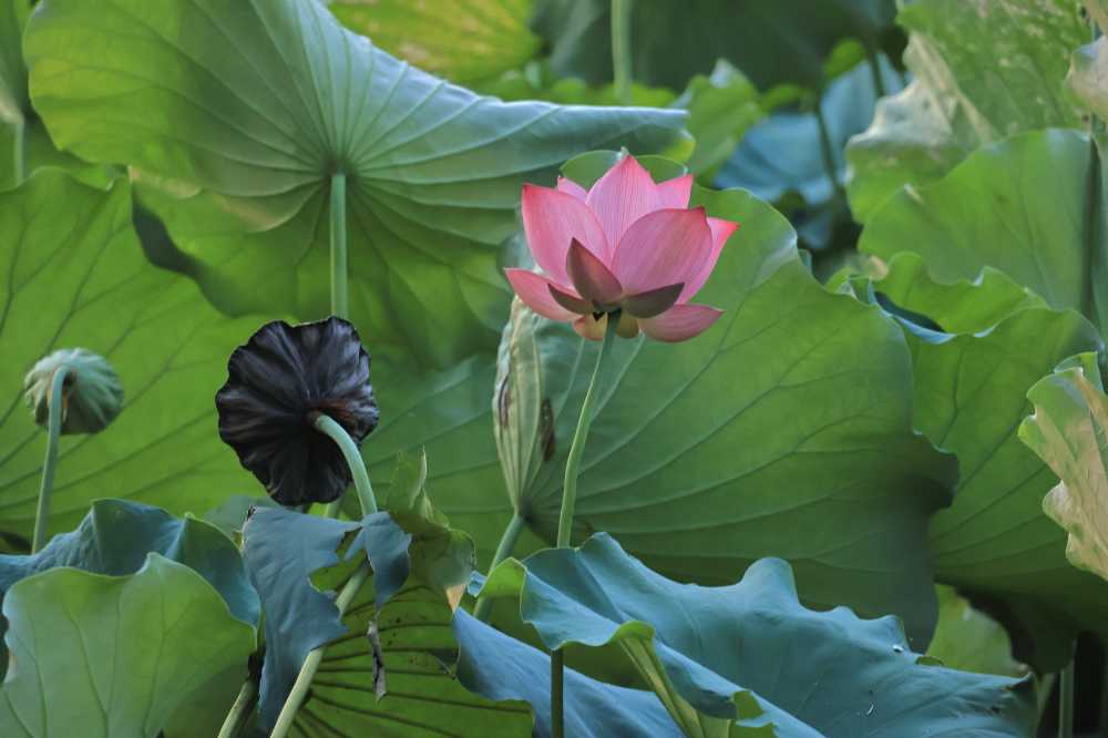 莲花