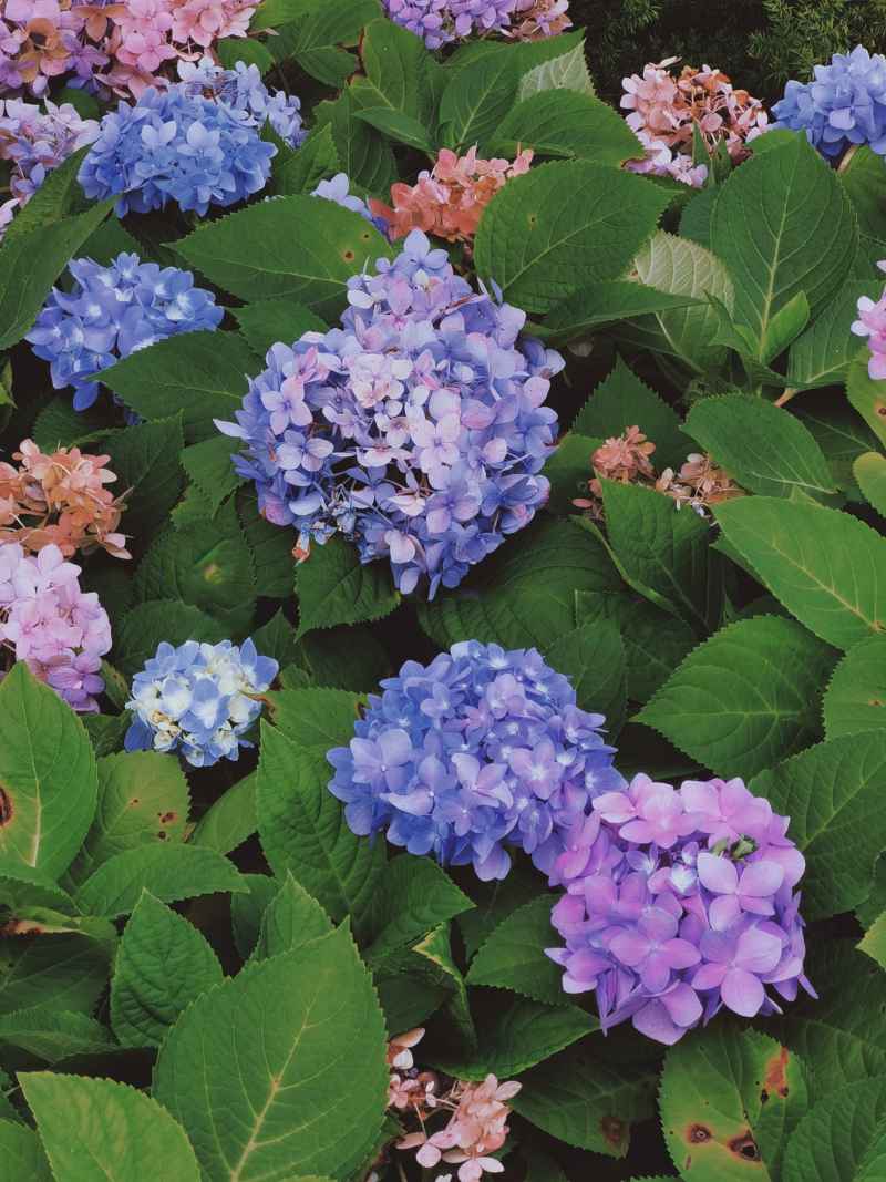 绣球花