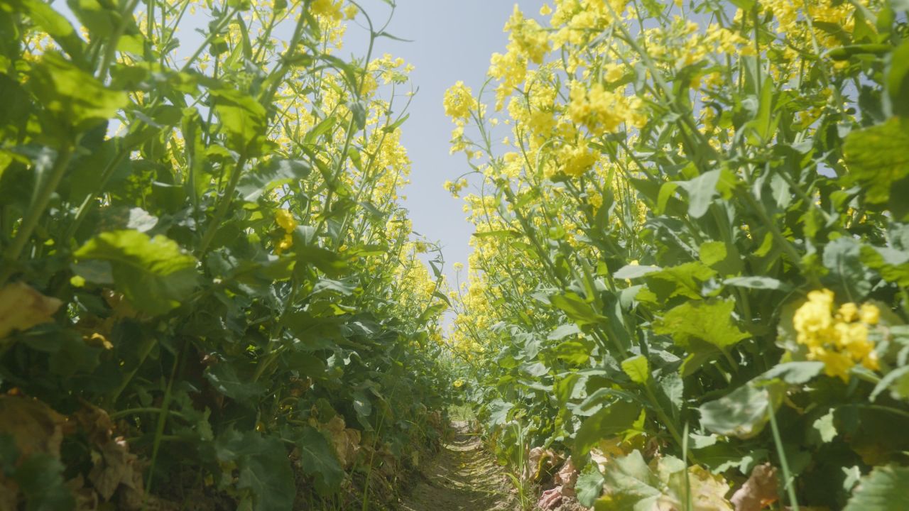 春天农村油菜花海蜜蜂采蜜 29
