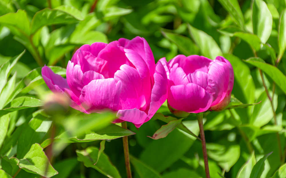 芍药