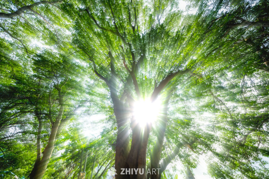 阳光穿透树梢
