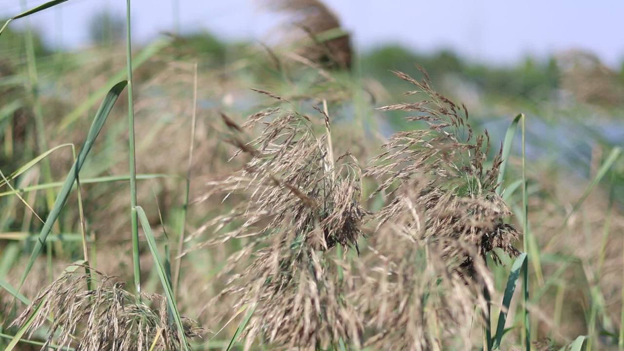 【实拍样片】佳能R7相机实拍原片视频 8