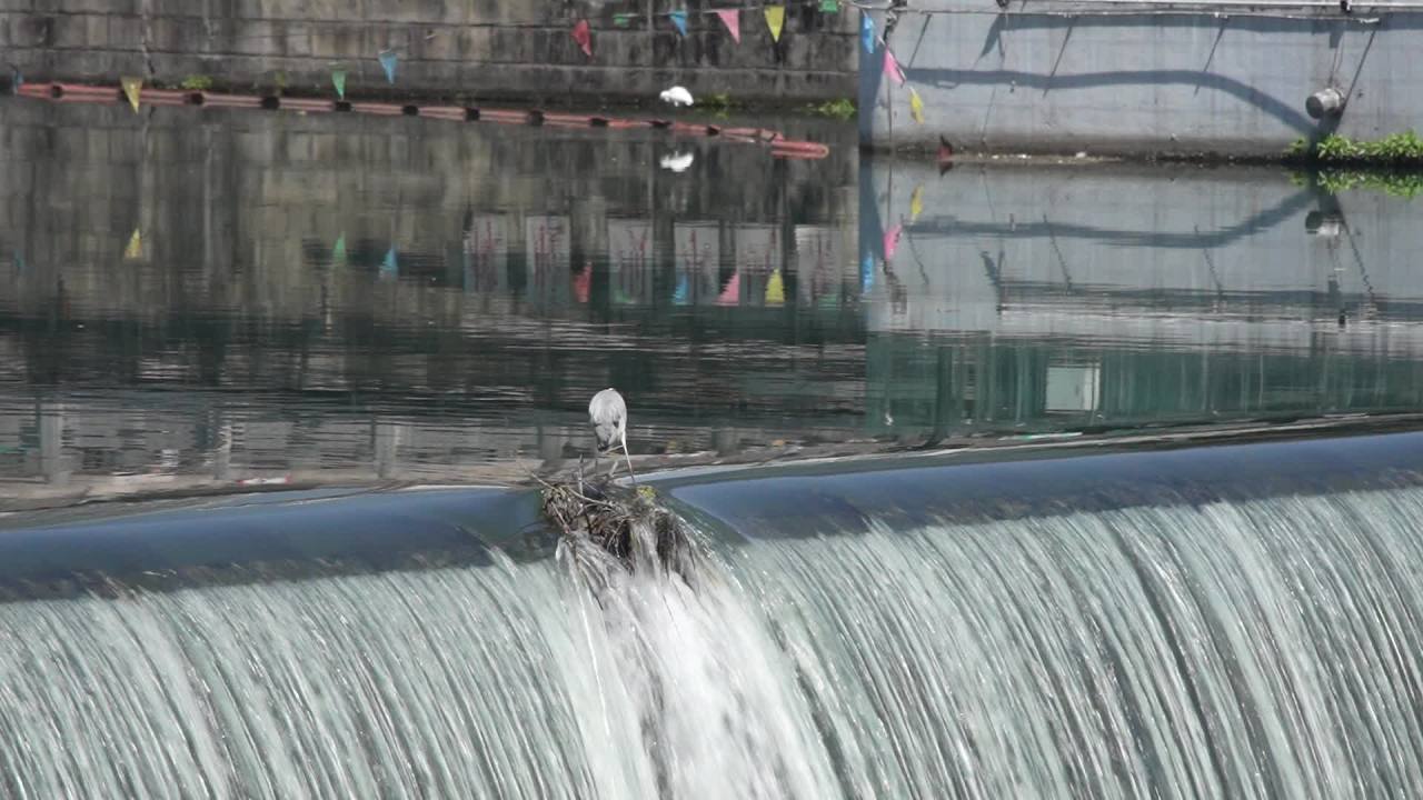 成都九眼桥的鹭鸟 18