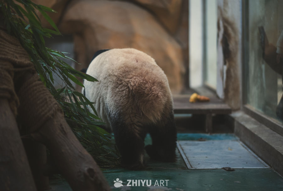 国宝大熊猫阳浜 