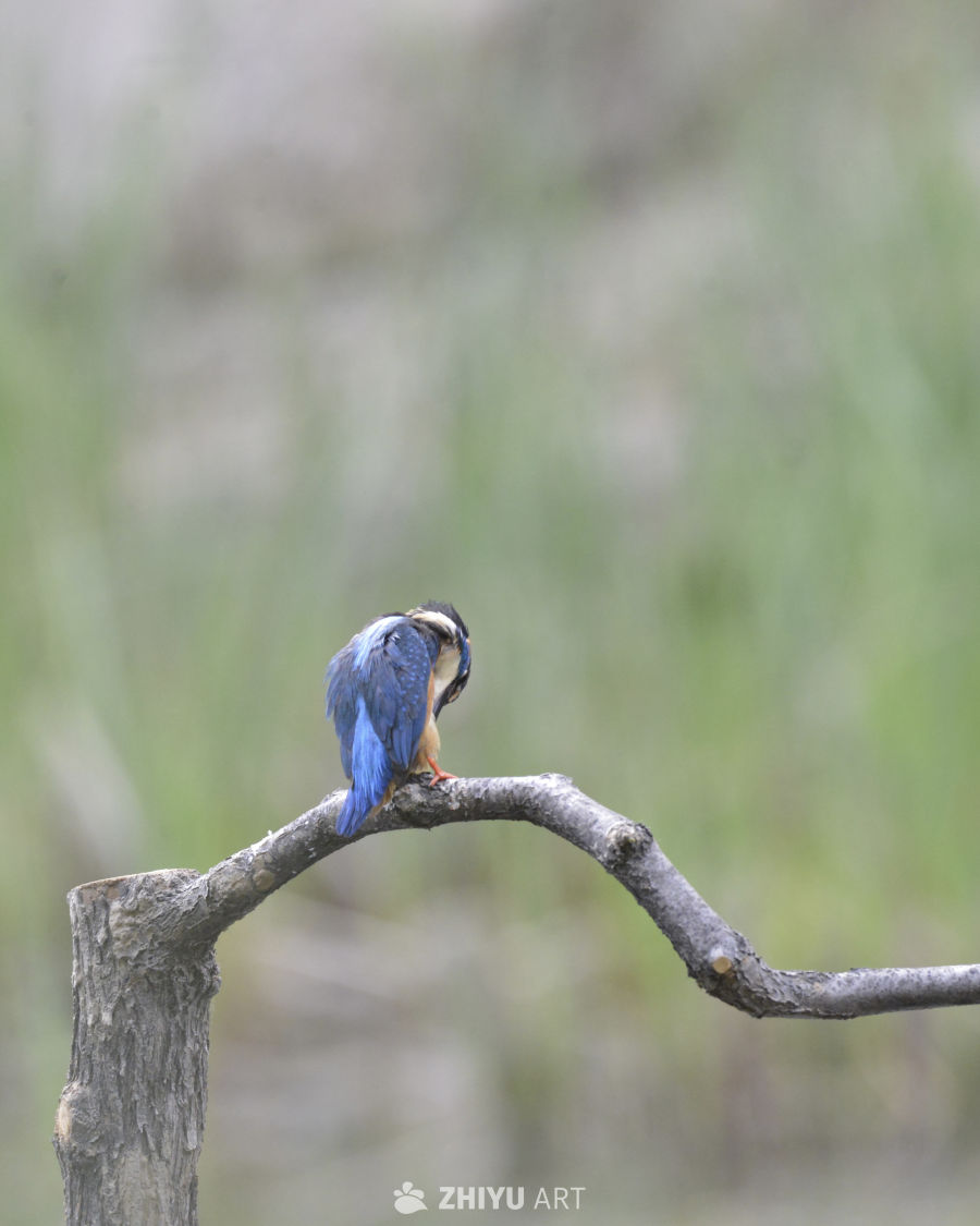 翠鸟栖息于枝头