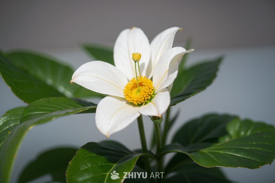 花 31