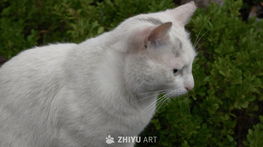 可爱的白色异瞳小猫