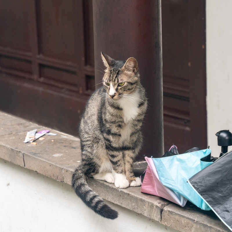 西园寺 小猫 3