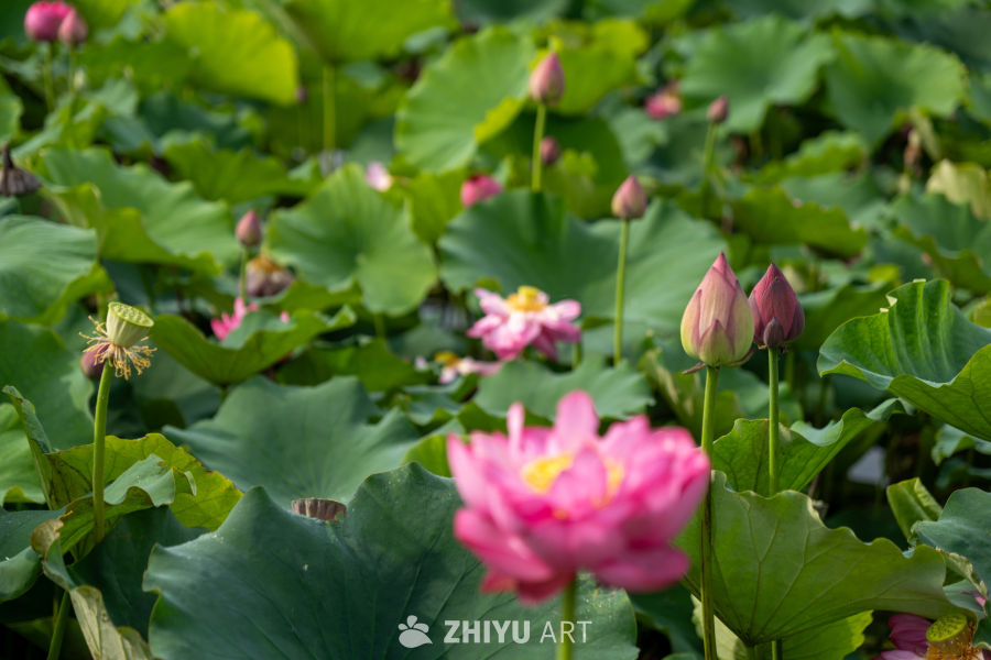 荷花 112