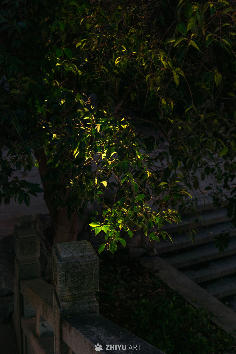 夜色中的绿意光影