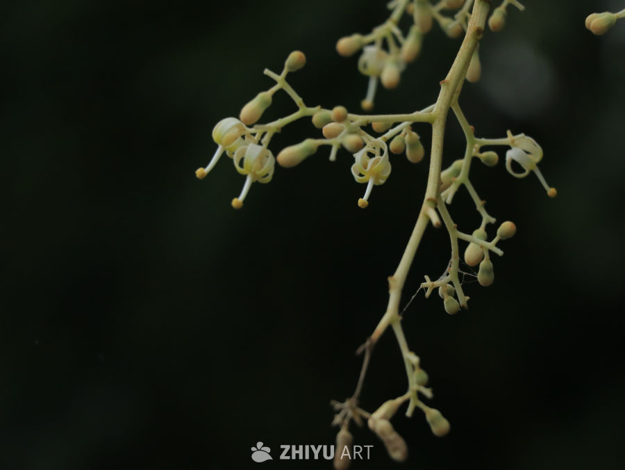 细赏绿意盎然的花枝