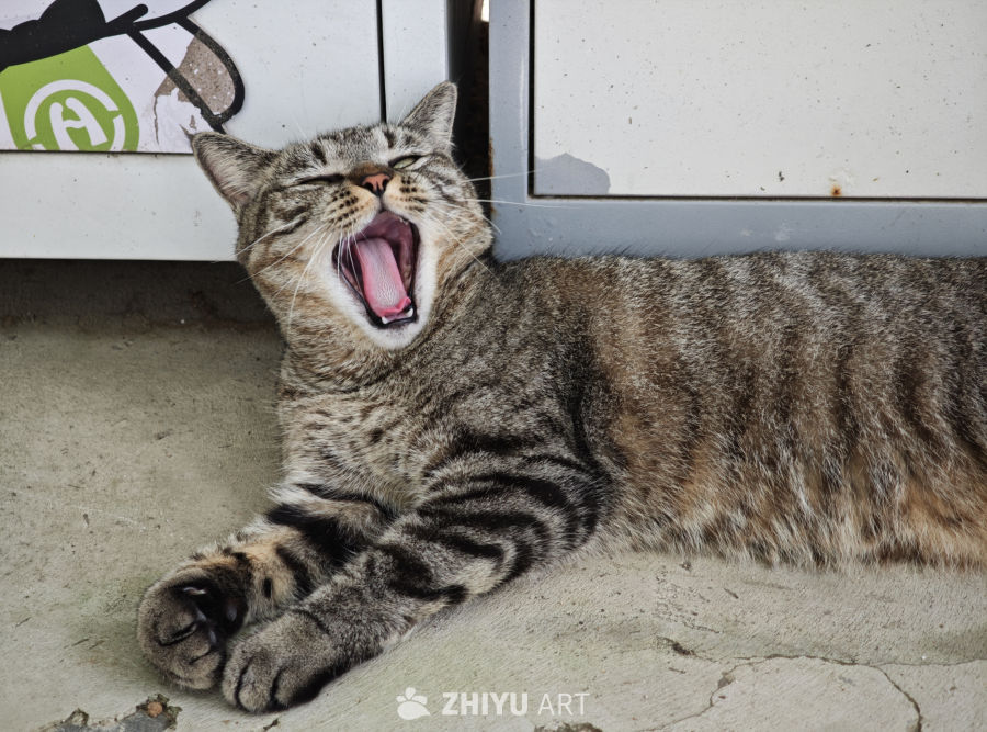 镜头里的猫猫