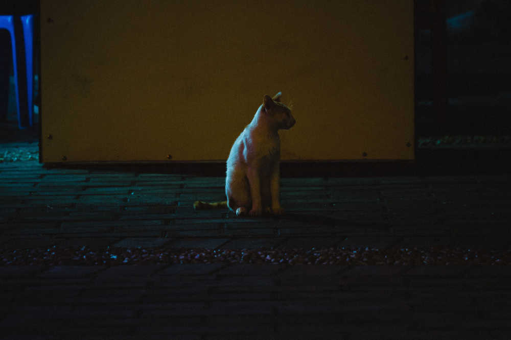 小猫