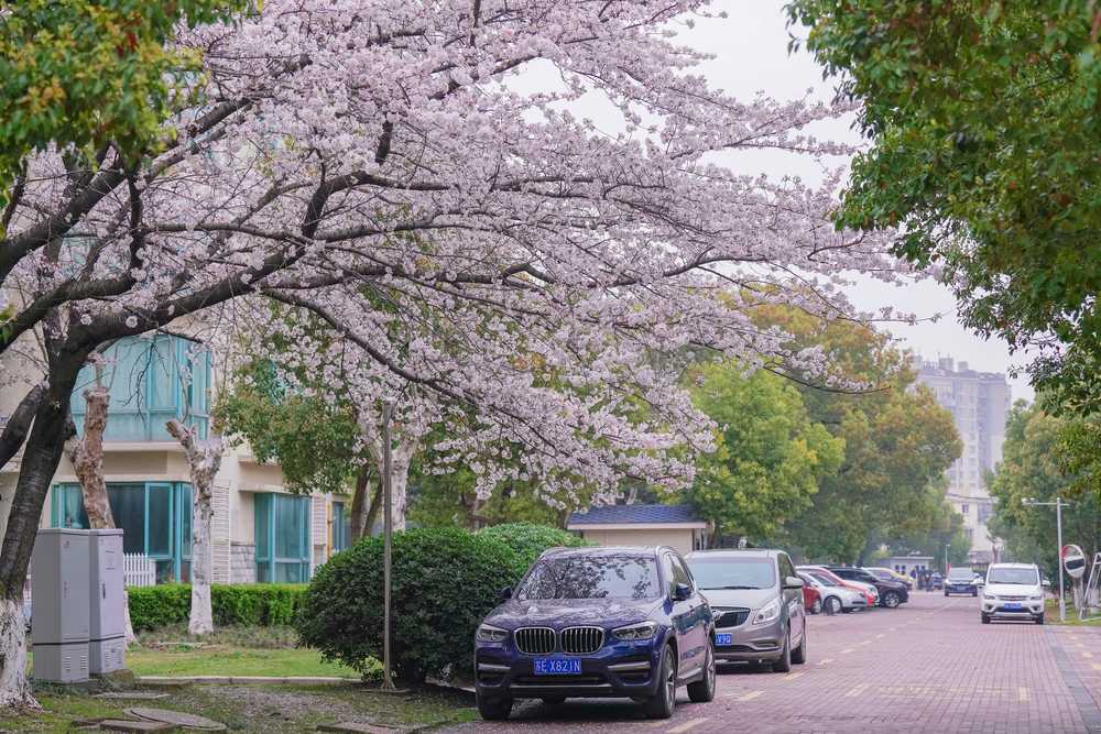 樱花季