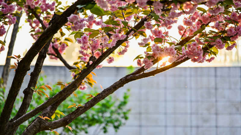 花