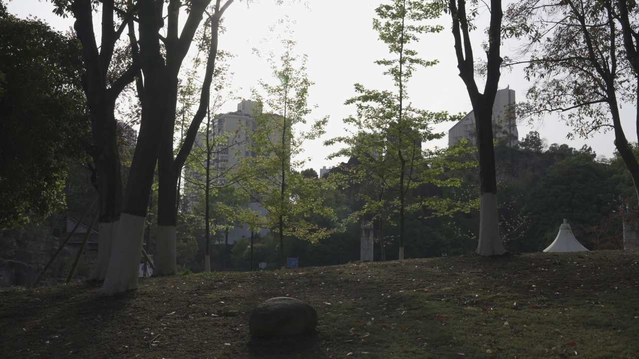 公园中的城市剪影