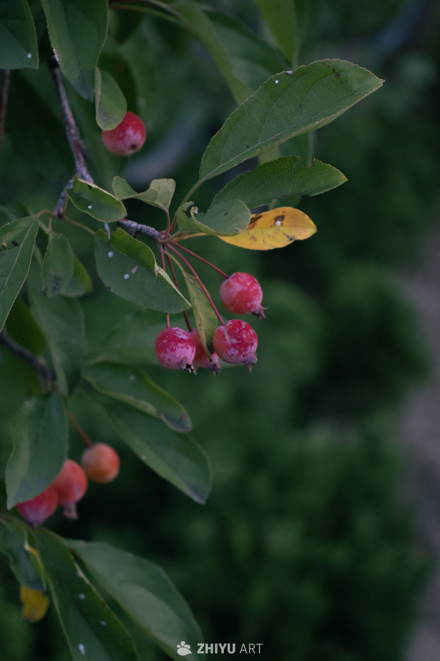 秋日红果绿叶图