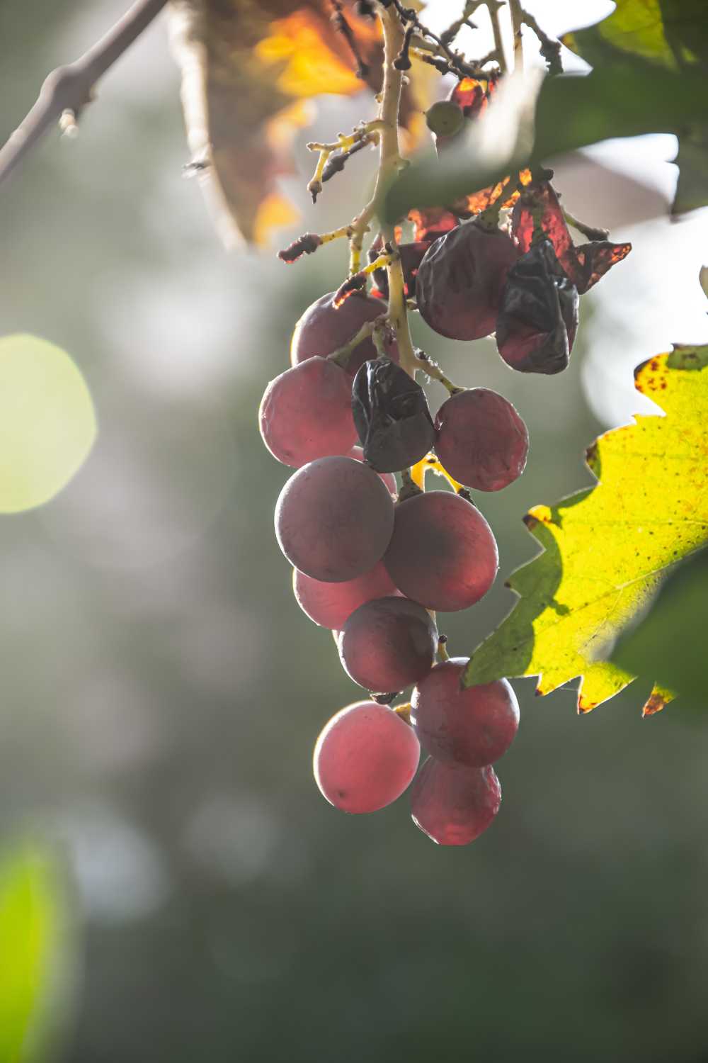 葡萄水果葡萄种植